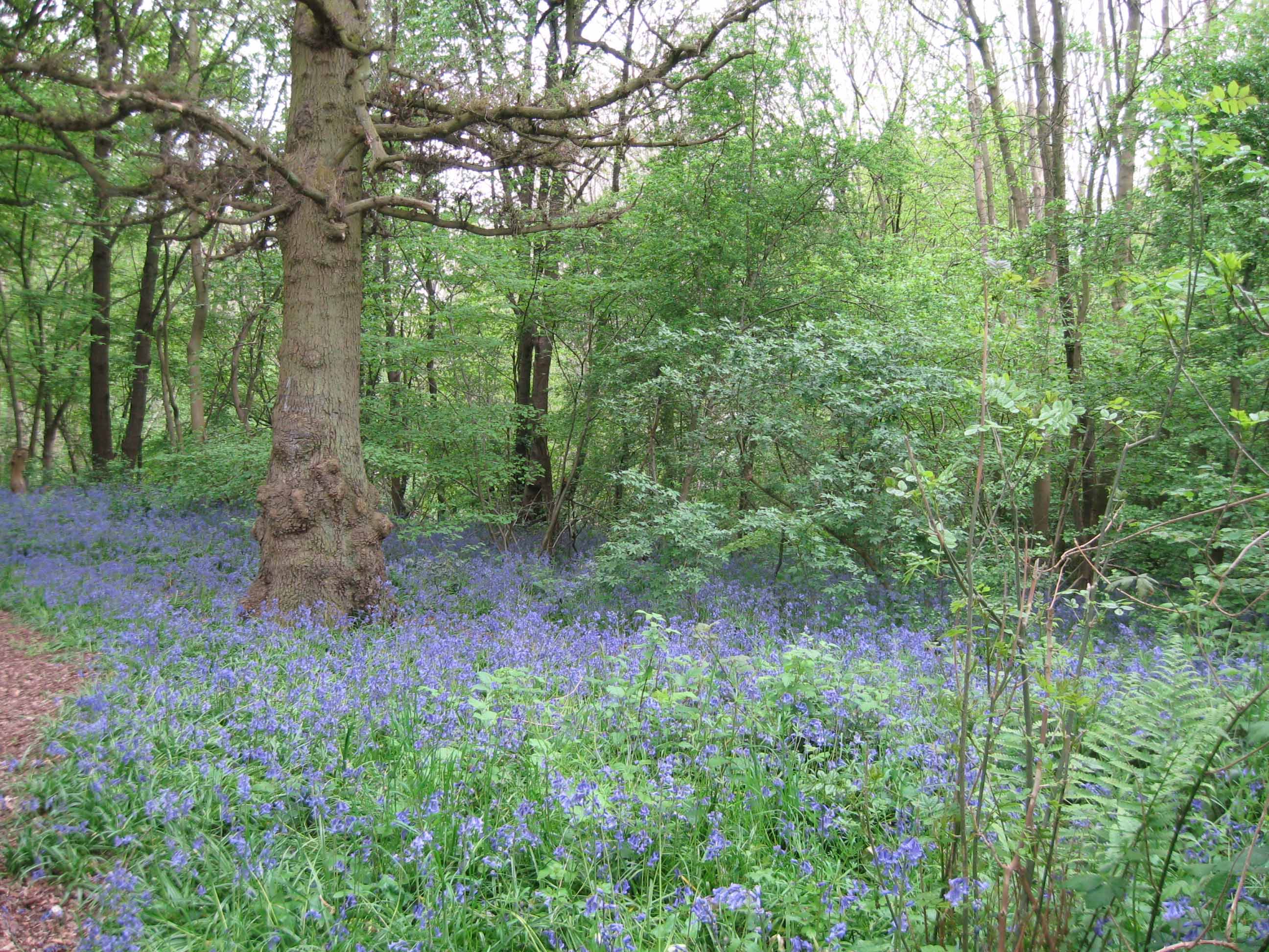 bluebells_04052009