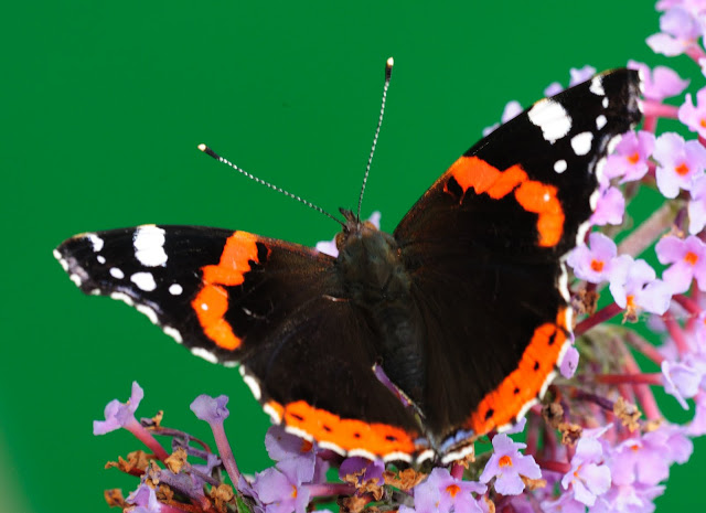 red_admiral