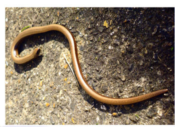 slow worm_2